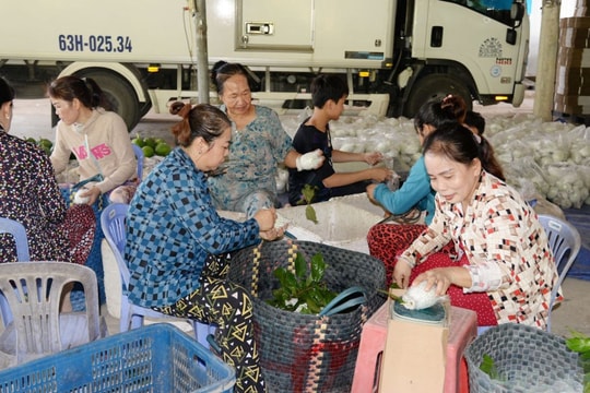 Trước giờ sáp nhập Đồng Tháp, trái ngon Tiền Giang rớt giá chỉ còn 500 đồng/kg: Nông dân, thương lái cùng lắc đầu