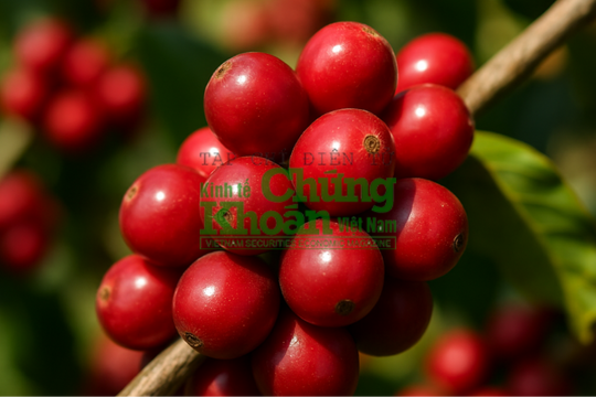 Dự báo giá cà phê ngày 11/6/2025: Tiếp đà giảm hay có sự điều chỉnh mới?