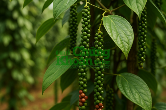 Dự báo giá tiêu ngày 11/6/2025: "Thấp thỏm" chờ tín hiệu từ quốc tế?