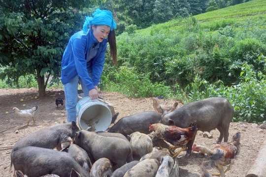 Không cần chuồng, nông dân Hòa Bình làm giàu từ giống vật nuôi nghe tên như "vũ khí", cho thịt ngon, giá cao, bán không kịp hàng