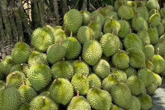 Giá sầu riêng hôm nay 15/11: “Lặng sóng” cuối tuần