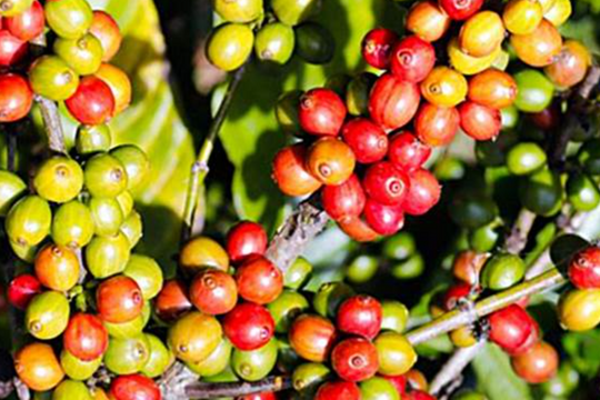 Dự báo giá cà phê ngày 12/6/2025: Giữ vững đà tăng hay điều chỉnh mới?