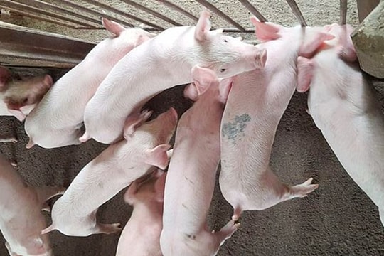 Giá heo hơi hôm nay 12/6: Toàn quốc đi ngang, liệu có phải tín hiệu của một chu kỳ tăng mới?