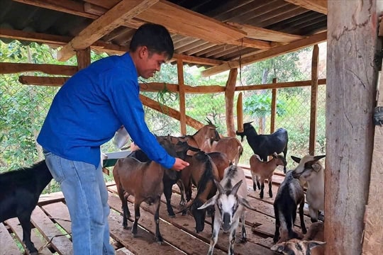 Khởi đầu với nguồn lực hạn chế, anh nông dân cùng với "người bạn của núi" làm nên cơ nghiệp, nay vừa thu hàng trăm triệu vừa làm cán bộ xã