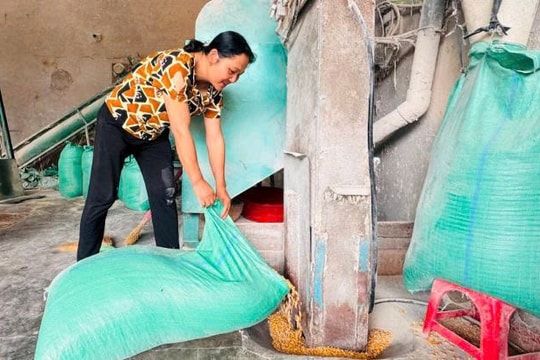 Rời máy xay, ra đồng, nông dân Hải Dương “thắp sáng” vùng đặc sản, vừa sản xuất vừa xuất khẩu, thu tiền tỷ mỗi năm