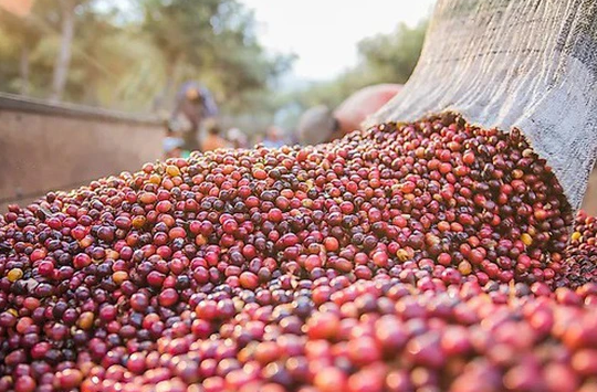 Dự báo giá cà phê ngày 13/6/2025: Liệu sẽ phục hồi vào ngày mai?