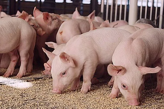 Dự báo giá heo hơi ngày 13/6/2025: Ngày mai sẽ có đột phát mới?