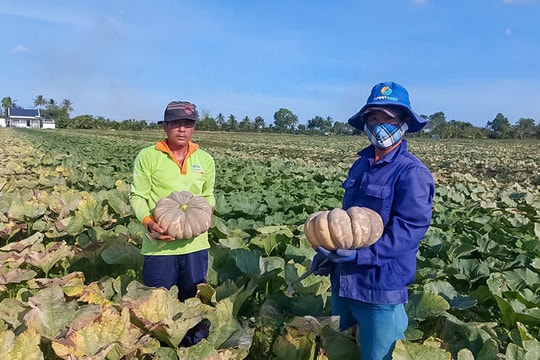 Không phải xoài hay dưa hấu, giống cây “lạ” này đang giúp nông dân Cà Mau kiếm hàng trăm triệu mỗi năm