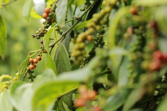 Giá tiêu hôm nay 13/6: Thế giới dậy sóng, Việt Nam vẫn "lặng như tờ"