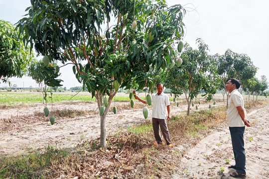 Phát hiện ra "kho vàng", nông dân Gia Lai tự phát triển mô hình mới lạ, vừa có thu nhập hàng trăm triệu, vừa được bà con yêu quý bởi tấm lòng tốt
