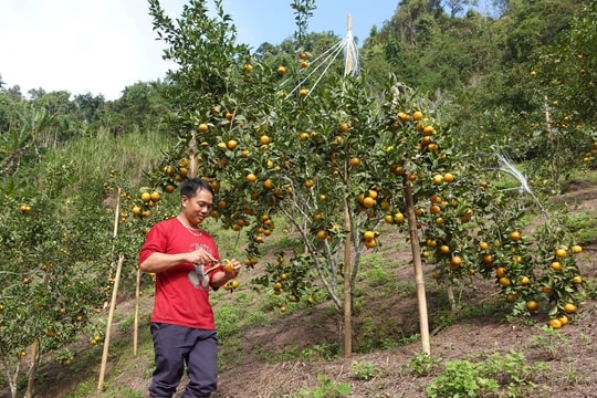 Từng thất bại với cây ngô, nông dân Điện Biên lặng lẽ thử trồng loại "quả ngọt mới", bất ngờ thu nhập tăng cao nhiều lần