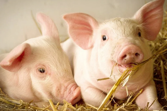 Dự báo giá heo hơi ngày 14/6/2025: Tín hiệu nghỉ ngơi trước sóng mới?