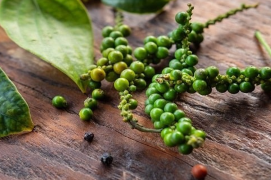 Dự báo giá tiêu ngày 14/6/2025: Liệu có đổi chiều?