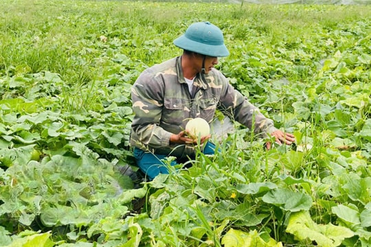 Từ luống đất vụn vỡ sau mùa cấy, nông dân Thái Bình hớn hở gặt "trái ngọt", tiền về tay không kịp đếm