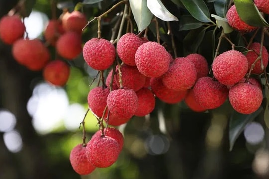 Vải Trung Quốc giá hơn 700.000 đồng/kg: Có thật sự "đáng tiền" so với vải Việt Nam?