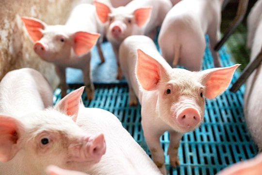 Dự báo giá heo hơi ngày 15/6/2025: Giữ giá, giảm sâu hay tiếp tục phân hóa?