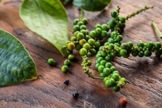 Dự báo giá tiêu ngày 15/6/2025: Ổn định hay giảm nhẹ?