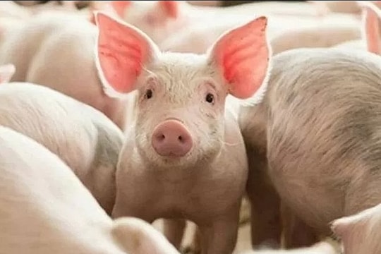 Giá heo hơi hôm nay 15/6: Miền Bắc ổn định bất chấp, miền Nam giữ giá "đầy ẩn ý"