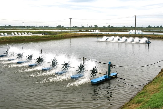 Nông dân tại thủ phủ tôm của cả nước thắng lớn nhờ giá đạt đỉnh trong vòng một năm