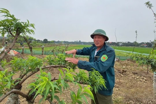 Trồng lúa kém hiệu quả, nông dân Thanh Hóa đang đổi đời nhờ giống cây đặc biệt, doanh thu tăng gấp cả chục lần