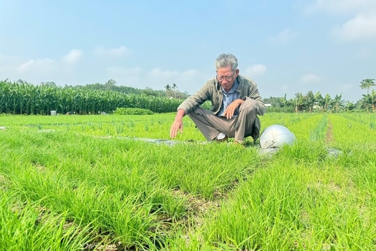 Trồng lúa kém hiệu quả, nông dân Quảng Ngãi đổi sang trồng giống cây kỳ lạ, bất ngờ với thu nhập cao ngất ngưởng gấp vài lần