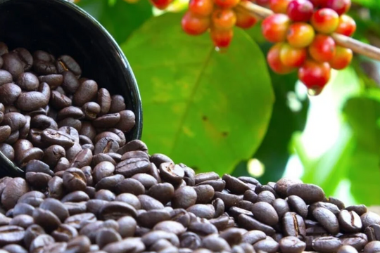 Dự báo giá cà phê ngày 16/6/2025: Thị trường sẽ phục hồi hay tiếp tục hạ nhiệt?