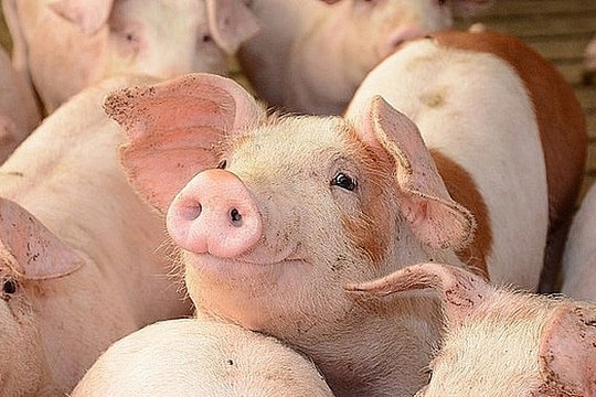 Dự báo giá heo hơi ngày 16/6/2025: Tiếp tục "giữ thế" hay điều chỉnh?