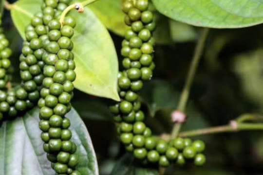 Dự báo giá tiêu ngày 16/6/2025: Liệu có tăng trở lại?