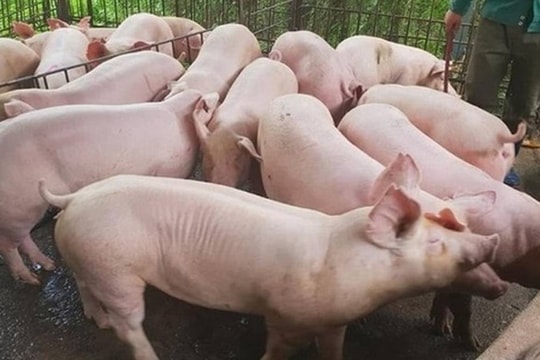 Giá heo hơi hôm nay 16/6: Cả nước đi ngang, nhưng nỗi lo thịt bẩn lại "bùng lên"