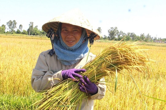 Giá lúa gạo hôm nay 16/6: Thị trường đi ngang, lúa tươi vẫn chịu áp lực giảm từ đầu tuần