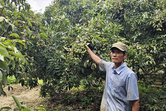 Bỏ nghề rừng do sức khỏe yếu, nông dân Quảng Trị làm giàu hàng trăm triệu mỗi năm nhờ chuyển sang mô hình "ngon - độc - lạ"