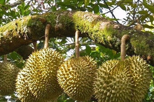 Giá sầu riêng hôm nay 16/6: Bình Phước "lên đỉnh", Tây Nguyên "toát mồ hôi" vì mưa kéo dài