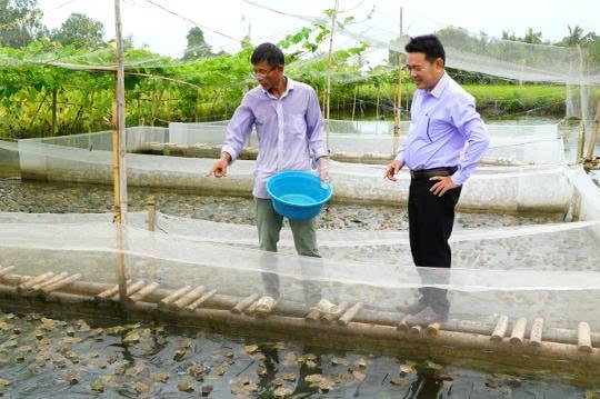 Từ ao trống bỏ hoang, nông dân Kiên Giang nuôi “vàng sống” giữa làng quê, kiếm được số tiền lớn chỉ sau vài tháng