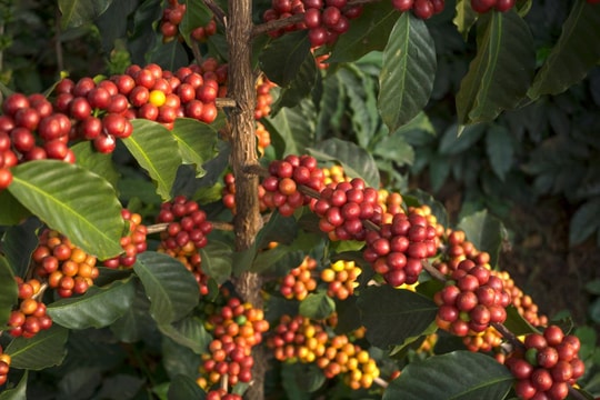 Cập nhật giá cà phê 27/9: Tây Nguyên giảm về vùng thấp kỷ lục