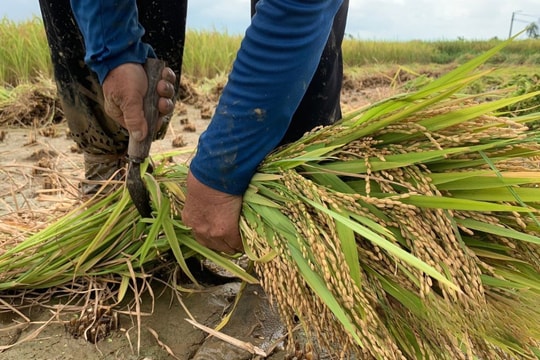 Nông dân Sóc Trăng cắt phăng cây lúa quyết tâm làm giàu, mỗi ngày kiếm gần 10 triệu nhờ thứ "nở ra là có tiền"