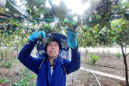 Một mình một vườn, nông dân Tiền Giang đang hái "trái ngọt" từ mô hình lạ tự làm, thu nhập tăng gấp bội so với cách truyền thống