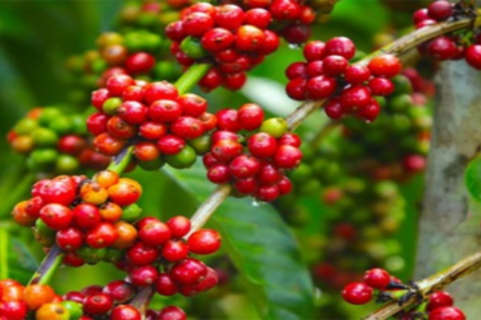 Dự báo giá cà phê ngày 17/6/2025: Thị trường trong nước liệu có thể trụ vững?