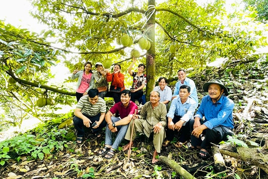 Từ vùng đất khô cằn, nông dân An Giang nuôi trồng giống đặc sản "Ngọa Long Sơn", nhờ đó thu nhập hàng năm vô cùng ổn định