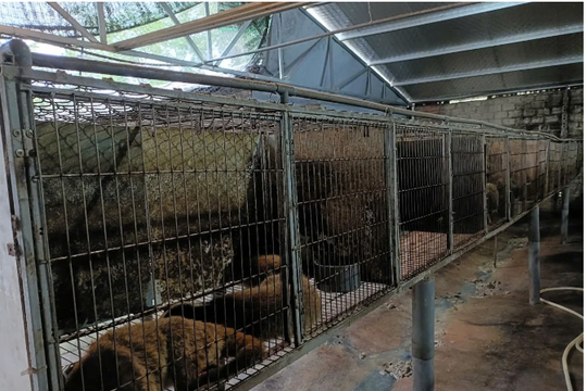 Chọn lối đi riêng, nông dân Yên Bái đầu tư cả tỷ đi nuôi giống thú "hoang dã lạ", giờ đổi đời với thu nhập cao ngất ngưởng