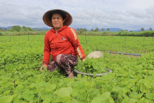 Không cần nhà kính, chẳng cần công nghệ cao, nông dân Gia Lai vẫn làm giàu từ loại rau từng bị lãng quên, thu nhập hàng năm lên đến 9 con số