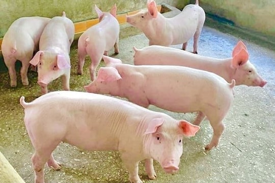 Dự báo giá heo hơi ngày 18/6/2025: Miền Tây sắp vào đợt điều chỉnh?