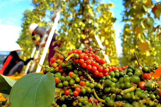 Dự báo giá tiêu ngày 18/6/2025: Gia Lai – điểm rơi mới của thị trường?