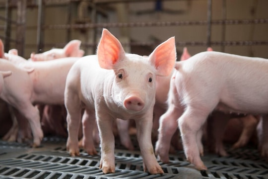 Giá heo hơi hôm nay 18/6: Miền Tây “rớt đáy”, nhiều nơi mất mốc 72.000 đồng/kg