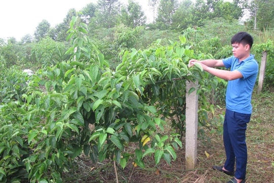 Là Bí thư Đoàn xã, nông dân Lai Châu tư duy làm giàu từ nuôi đến trồng, giờ chỉ ngồi hái "trái ngọt" hàng trăm triệu mỗi năm
