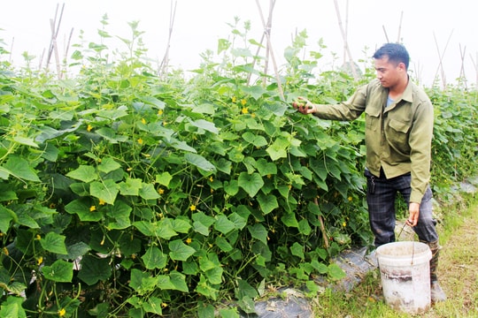 Không còn chân lấm tay bùn, nông dân Bắc Giang đổi mới với mô hình "xịn - sạch - tiết kiệm", giờ trồng trái nào cũng mang lại doanh thu khổng lồ