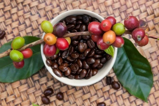 Dự báo giá cà phê ngày 19/6/2025: Hồi phục hay tiếp tục trượt dốc?