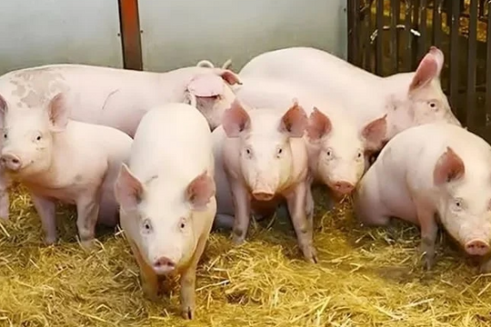 Dự báo giá heo hơi ngày 19/6/2025: Sẽ còn tiếp tục giảm sâu?