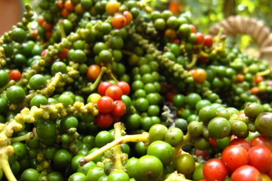 Dự báo giá tiêu ngày 19/6/2025: Tiêu nội địa đã chạm đáy hay chưa?