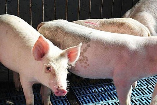 Giá heo hơi hôm nay 19/6: Cả nước đứng giá, nhưng thị trường vẫn “nặng nề” vì tồn kho