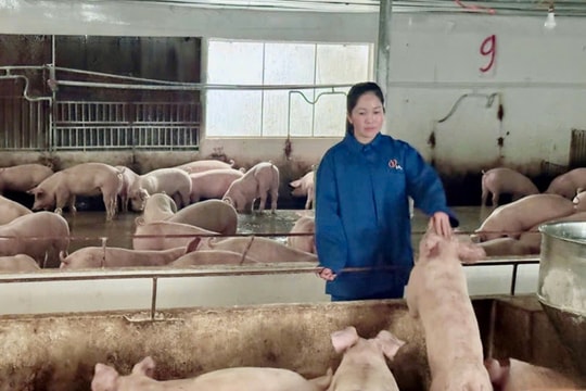 Không đất rộng, không vốn mạnh, nông dân Thái Nguyên nuôi heo theo phong cách độc đáo, đưa gia đình thoát nghèo ngoạn mục với thu nhập tiền tỷ